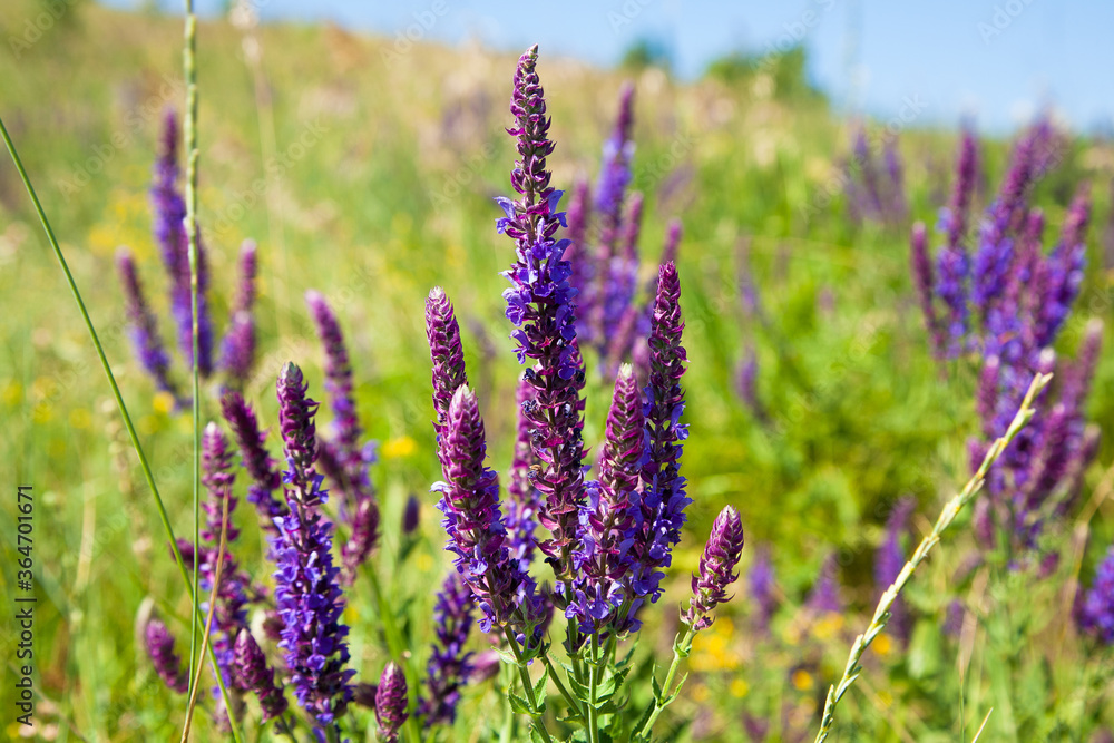 Obraz premium lavender field in provence