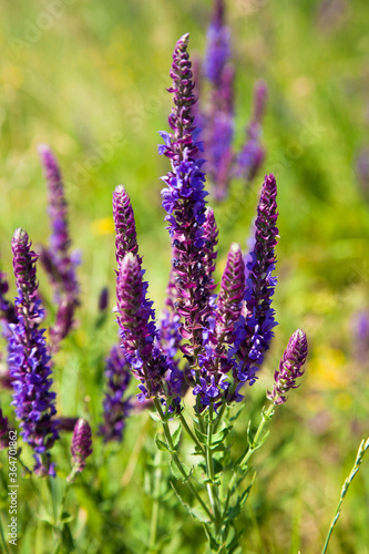 lavender field in provence