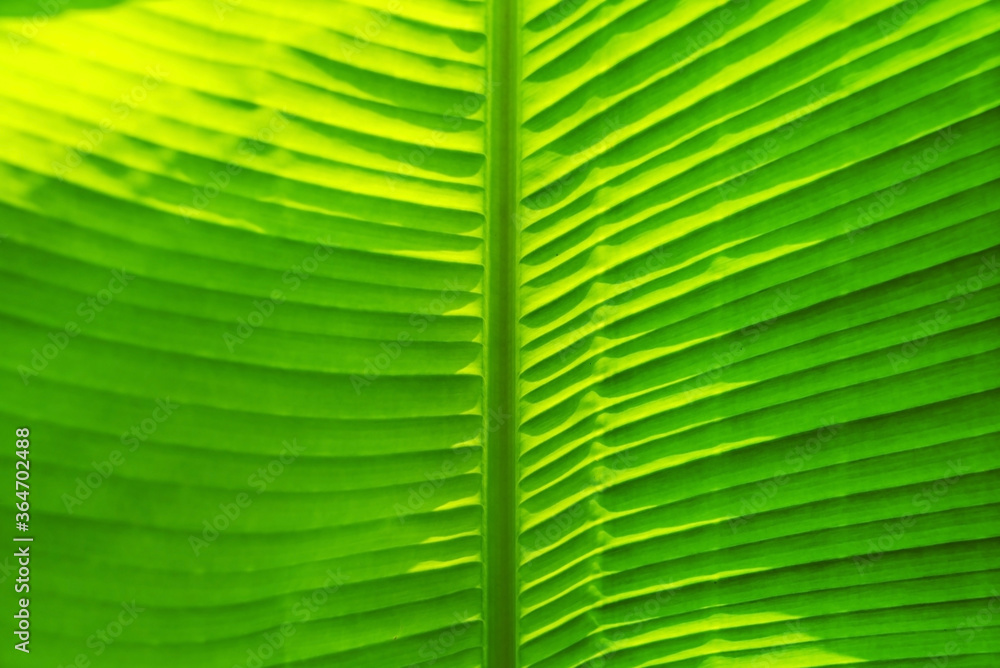 Green leaves background. Leaf texture Green leaves background. Leaf texture