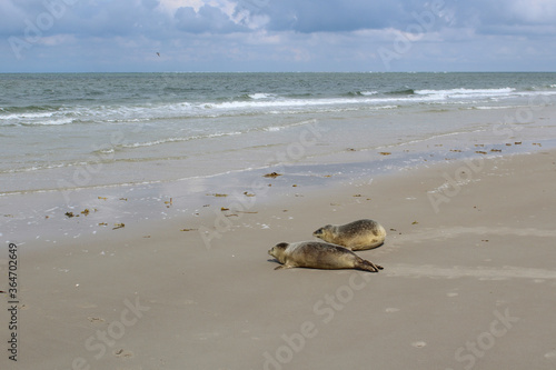 Young seals on the beach.
