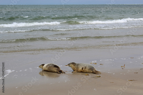 Young seals on the beach. photo