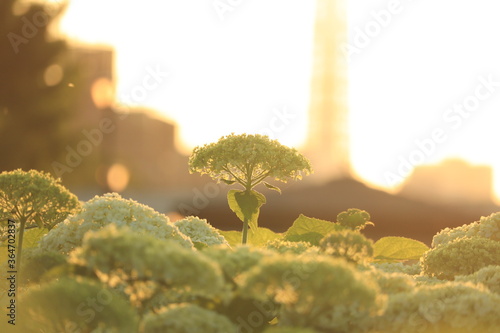 Hydrangea illuminated by the setting sun ,japan,tokyo photo