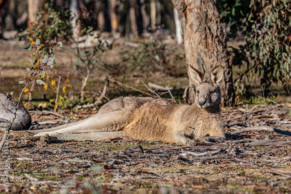 Eastern Grey Kangaroo juvenile reclining Eastern Grey Kangaroo juvenile reclining