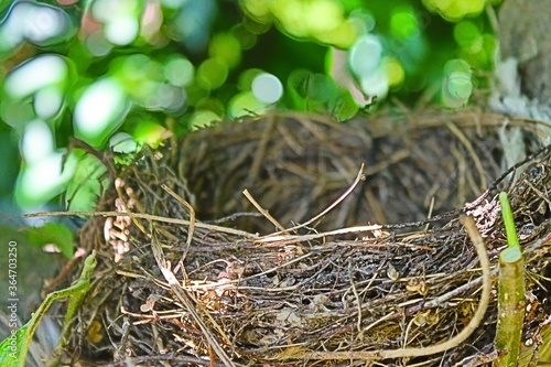 Closeup shot of a honeybird's nest abandoned on an apple plant on blurred nature background photo