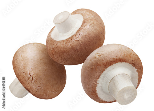 Close-up of delicious mushrooms, isolated on white background