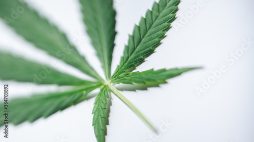 Hanf oder Cannabis Blatt auf weißem Hintergrund für Template oder Mock up von oben