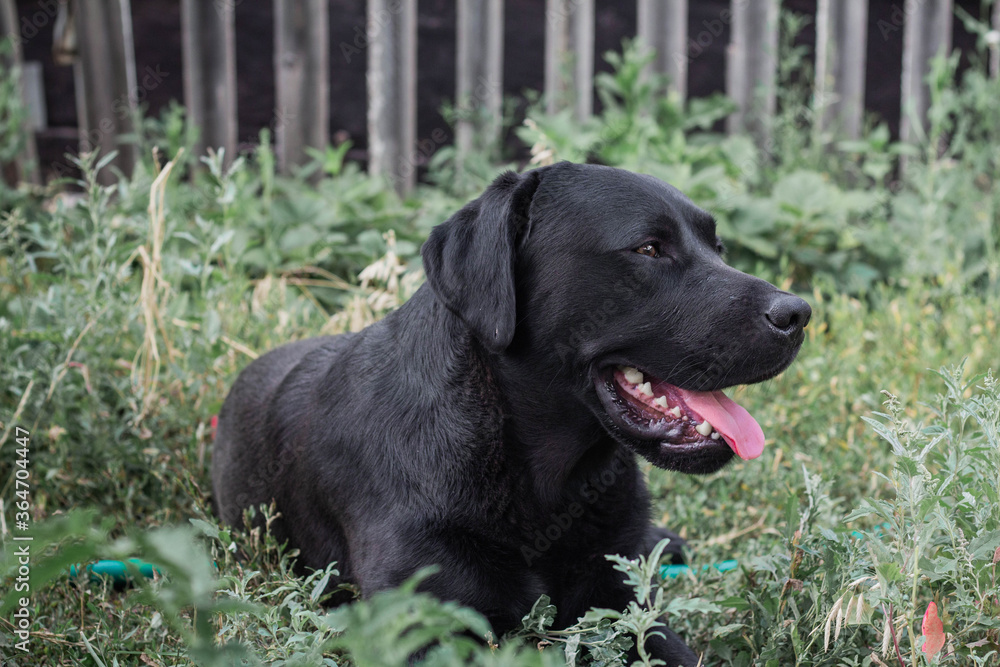 Black Labrador dog lying on the grass in the garden, close-up Black Labrador dog lying on the grass in the garden, close-up