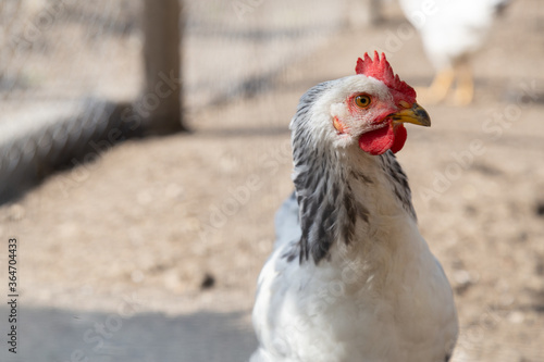 White hen in hen house. Chicken in chicken coop, bio poultry in organic home farm in village