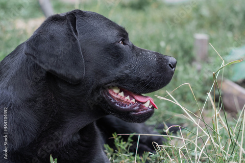 portrait of a black Labrador dog lying on the grass in the garden