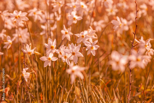 Flowers background. Blossoming wild Narcissus plant. Floral spring nature background. Vintage color