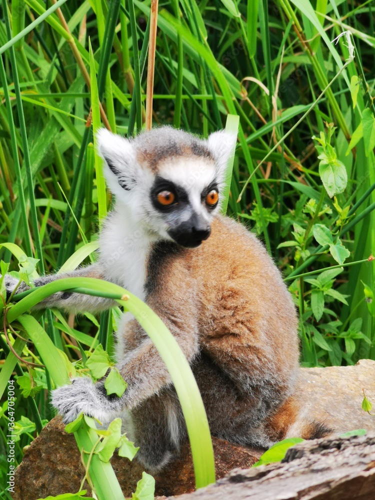 Obraz premium ring tailed lemur