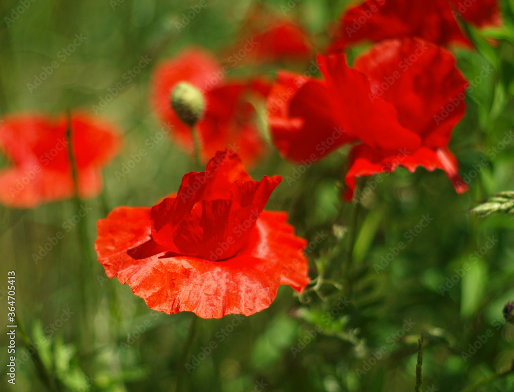 Obraz premium Kwiat maku na letniej łące. Krajobraz kraju. Kolorowe tło, zbliżenie kwiatowy obraz