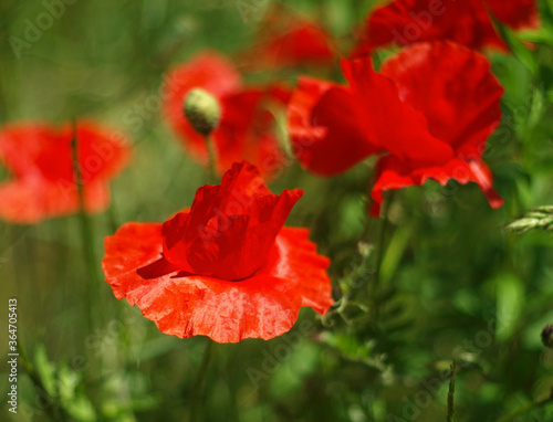 Poppy flower on summer meadow. Country landscape. Colorful background, closeup floral image
