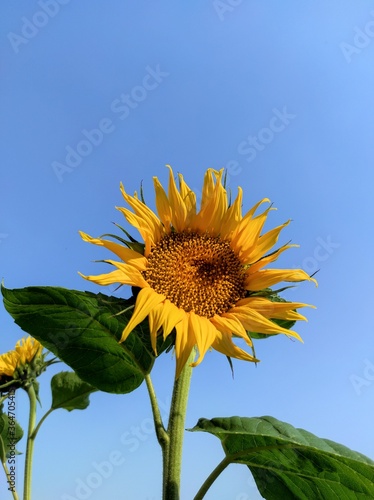 Summer banner with yellow bright sunflowers on a background of blue sky with copy space for your text. Sunflower seeds. Growing Sunflower field and harvest sunflowers for oil production. Agriculture.