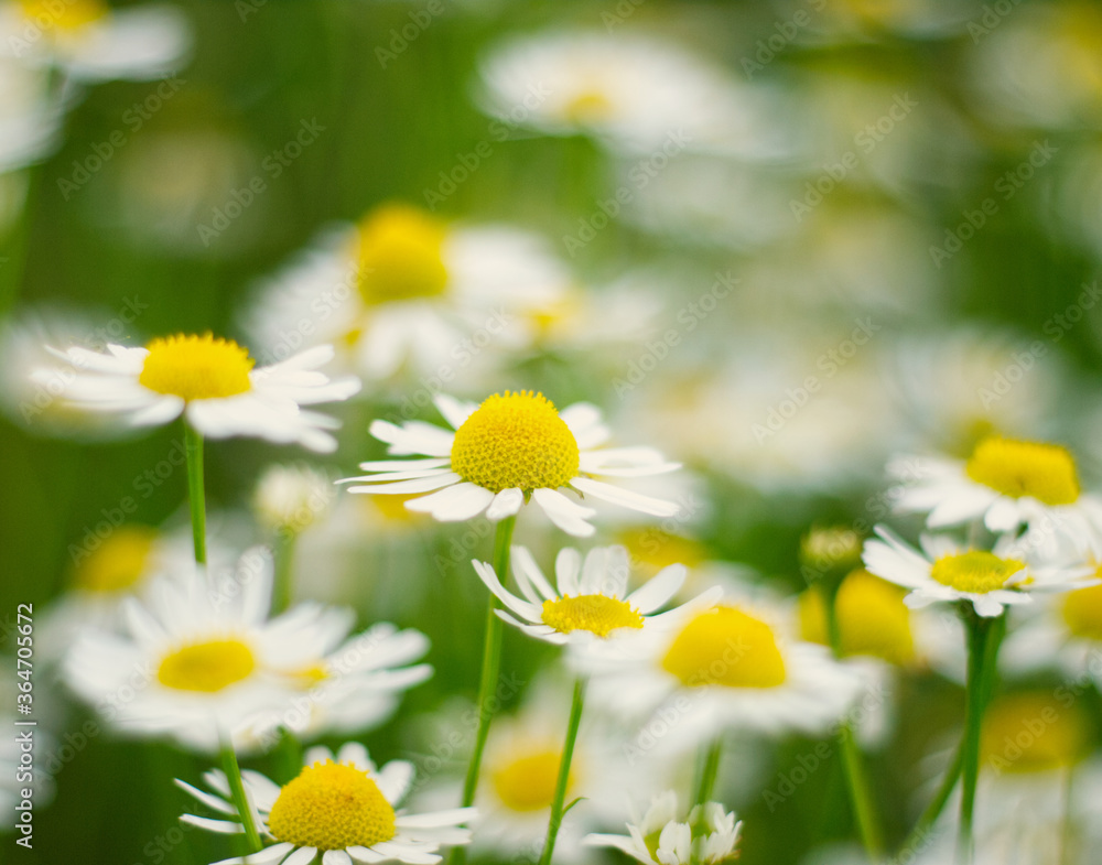 Camomile flowers closeup on a meadow. Country field landscape. White-yellow flower on green background	