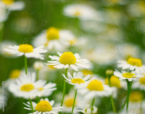 Camomile flowers closeup on a meadow. Country field landscape. White-yellow flower on green background 