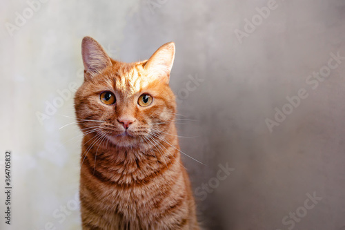 Fotografie Funny ginger cat looking in the distance