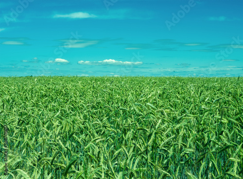 Green rye field. Countryside with blue sky and clouds. Agriculture harvest. Ears growing on the meadow.