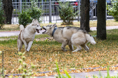 A pair of beautiful Siberian husky dogs run and play with each other during a morning walk in a city park. A popular breed of dog. Pets. Sunny day. Close-up.