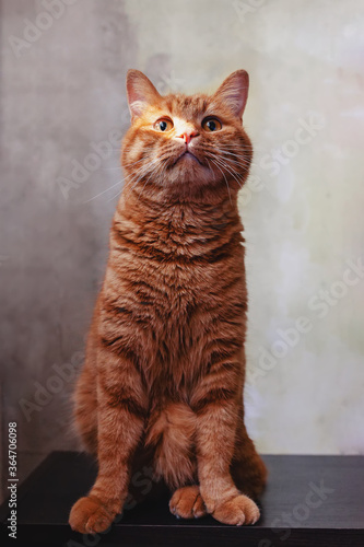 Fotografie Funny ginger cat looking with interest in a distance