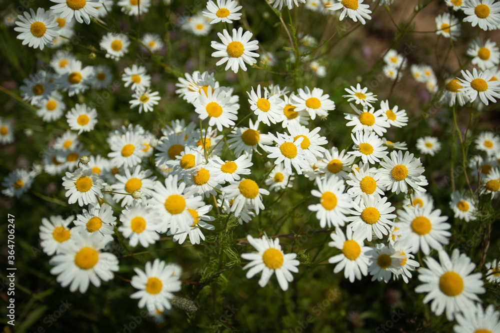 Chamomile Flowers Blooming On Meadow In Sunny Day In Summer. Chamomile Flowers Blooming On Meadow In Sunny Day In Summer.