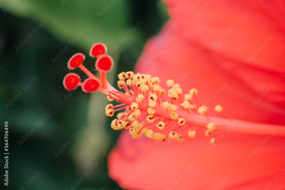 Macro details of bright red orange hibiscus rosa sinensis pistils Macro details of bright red orange hibiscus rosa sinensis pistils