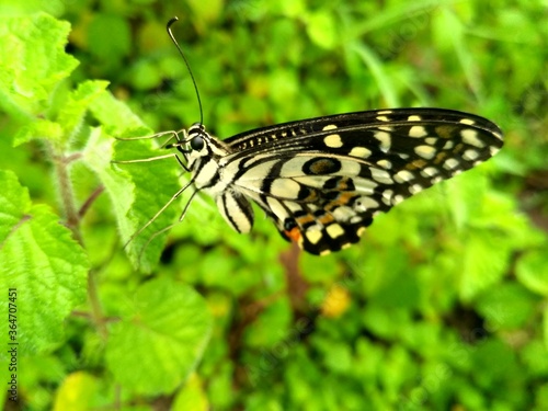 butterfly on leaf