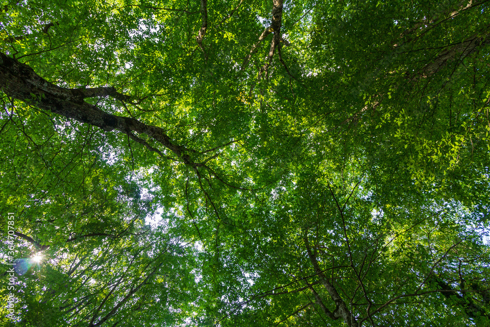 tree crowns with green leaves on a summer day view from below tree crowns with green leaves on a summer day view from below
