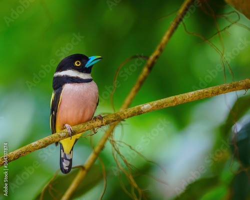 Black and yellow broadbill perching eye level on a tree branch with blurry background. Selective focus