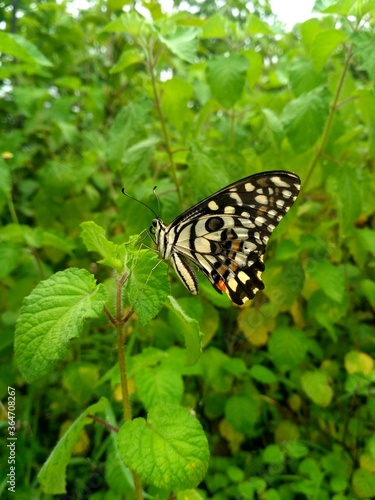 butterfly on a leaf