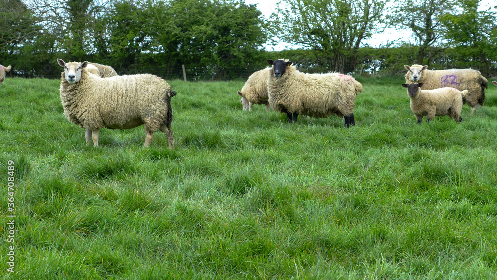 White Sheep in England with green grass background.