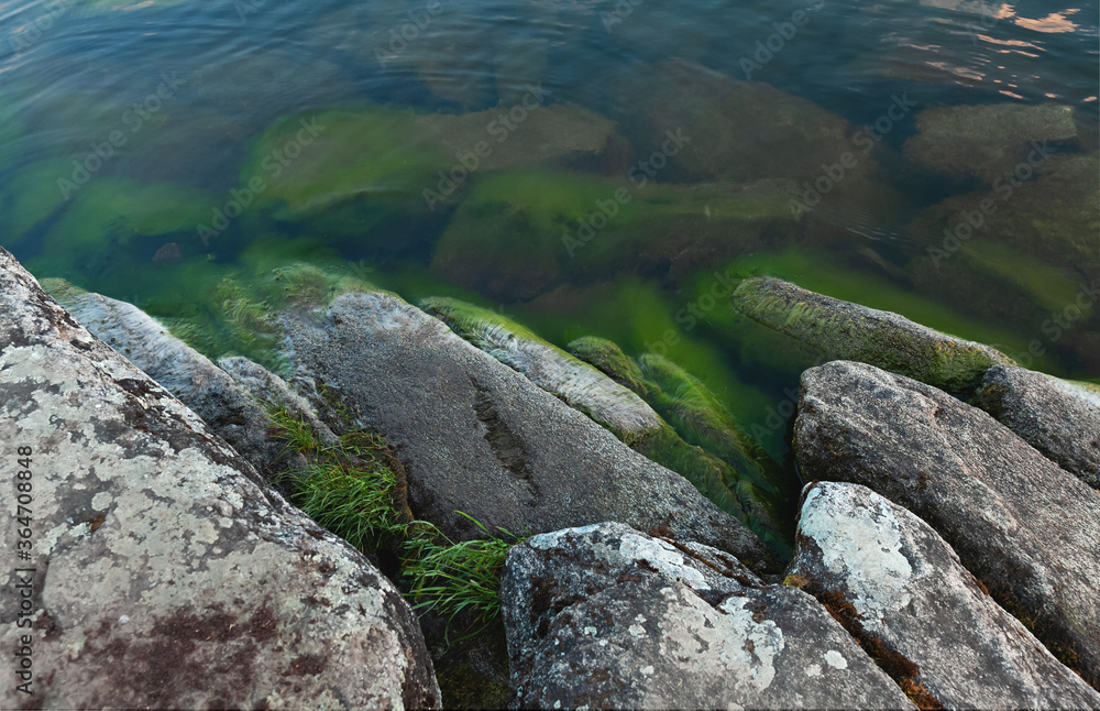 Algae covered rocks in water