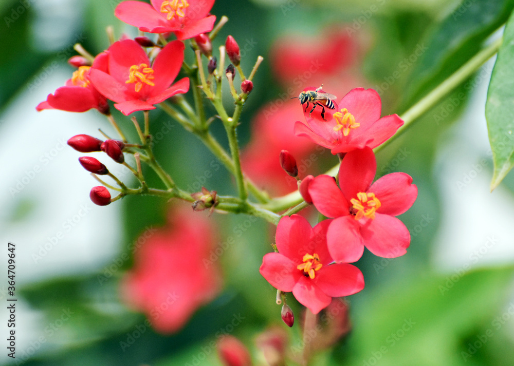 Red Jatropha flowers (Jatropha integerrima) with a dwarf honeybee sitting (Apis florea) Red Jatropha flowers (Jatropha integerrima) with a dwarf honeybee sitting (Apis florea)