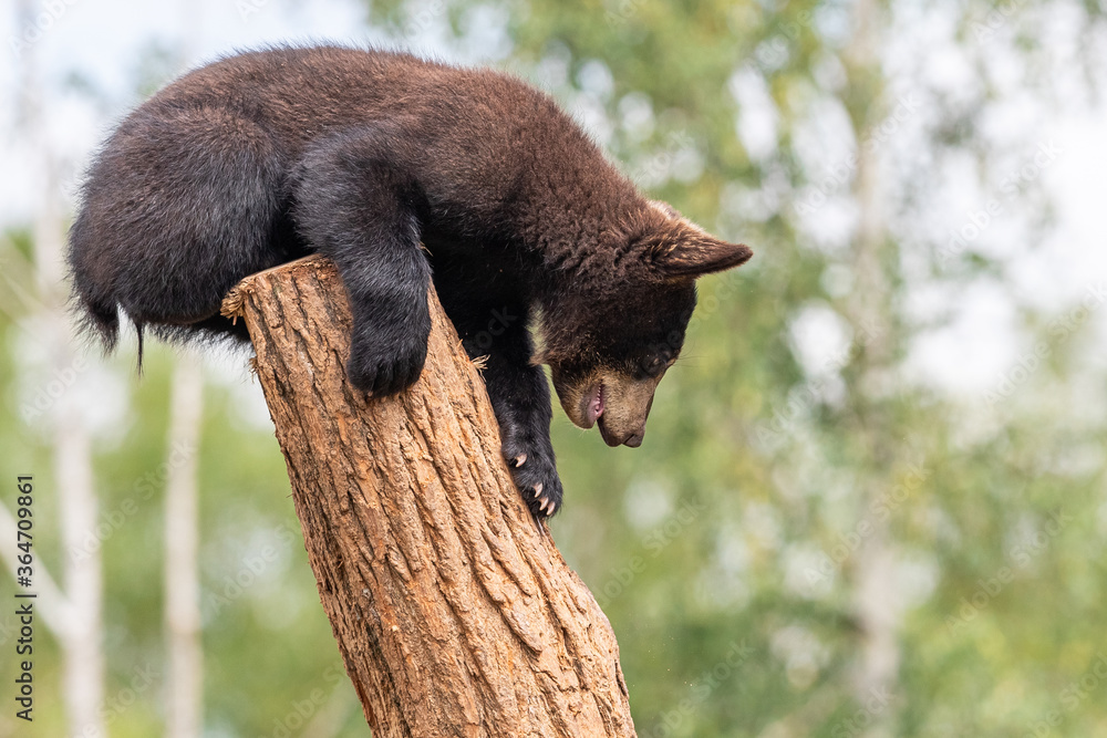 Baby black bear playing in the tree