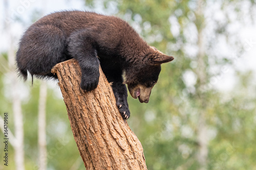 Obraz na płótnie Baby black bear playing in the tree w salonie