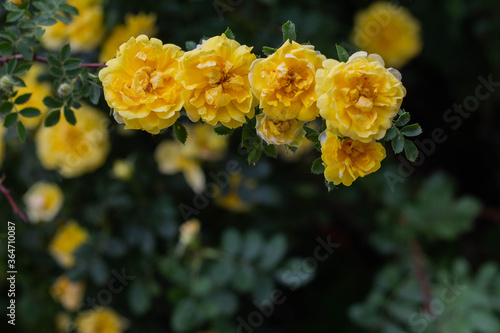 Beautiful yellow tea rose flowers on branches in the garden © PAVEL GERASIMENKO