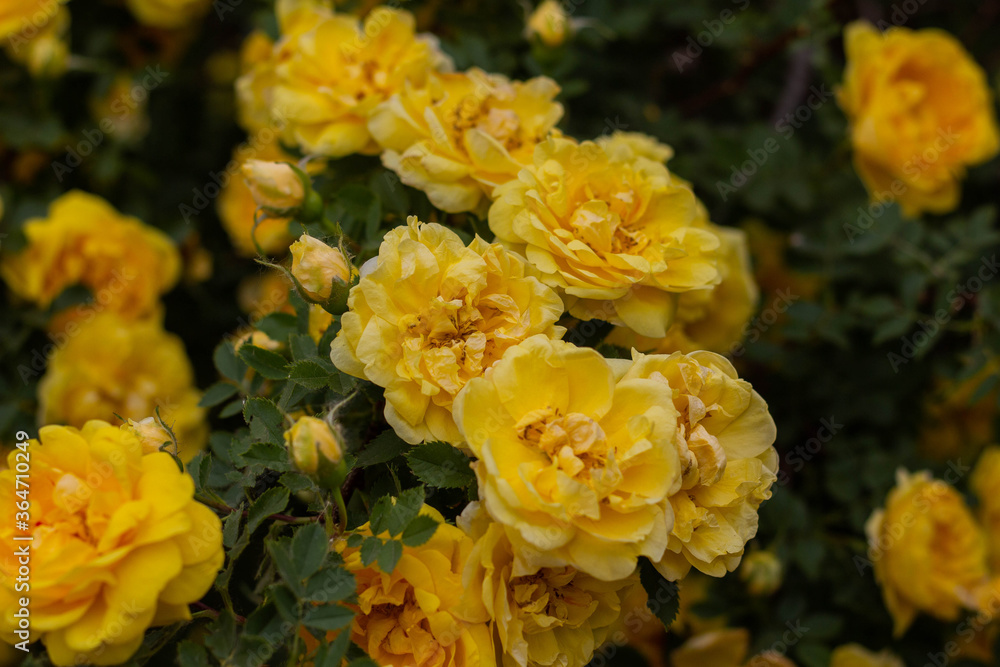 Beautiful yellow tea rose flowers on branches in the garden Beautiful yellow tea rose flowers on branches in the garden
