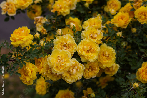Beautiful yellow tea rose flowers on branches in the garden © PAVEL GERASIMENKO