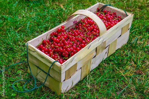 red currant from the garden