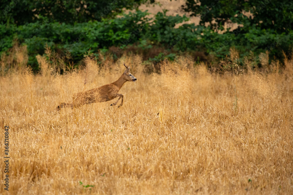 Roe deer in the magical nature. Beautiful european wildlife. Wild animal in the nature habitat. Roe deer rut. Roe deer in the magical nature. Beautiful european wildlife. Wild animal in the nature habitat. Roe deer rut.