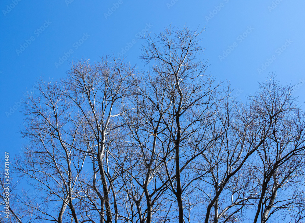 Bare leafless branches isolated against a clear cold blue winter sky image in horizontal format Bare leafless branches isolated against a clear cold blue winter sky image in horizontal format