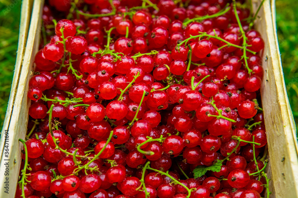red currant from the garden - obrazy, fototapety, plakaty 