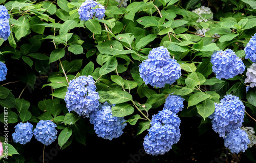 奈良 矢田寺 あじさい NARA Yata-dera Temple Ajisai (Japanese hydrangea) photo