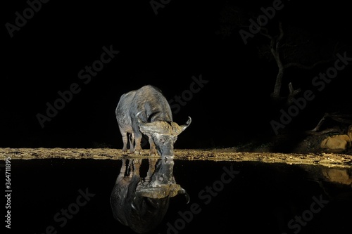 CAPE BUFFALO   Syncerus caffer   drink from a waterhole in the Zululand bushveld  kwazulu Natal  South Africa. 