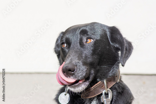 Wallpaper Mural Black dog with collar on leash licks his dog snout, shiny hair in daylight, looking to the right side, thinking about food Torontodigital.ca