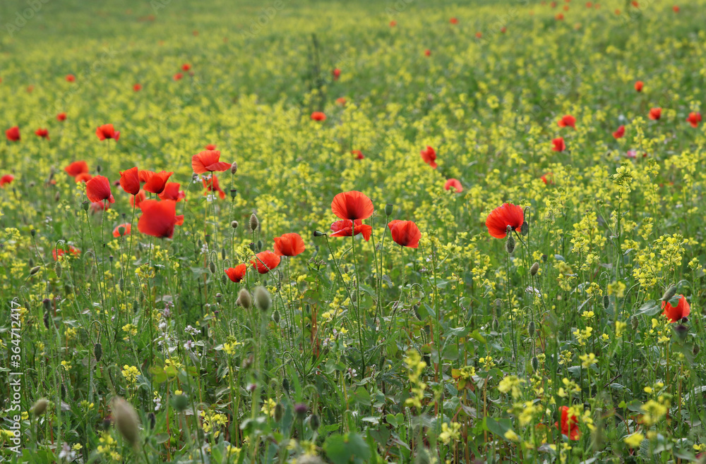 Red poppy field with a rye meadow