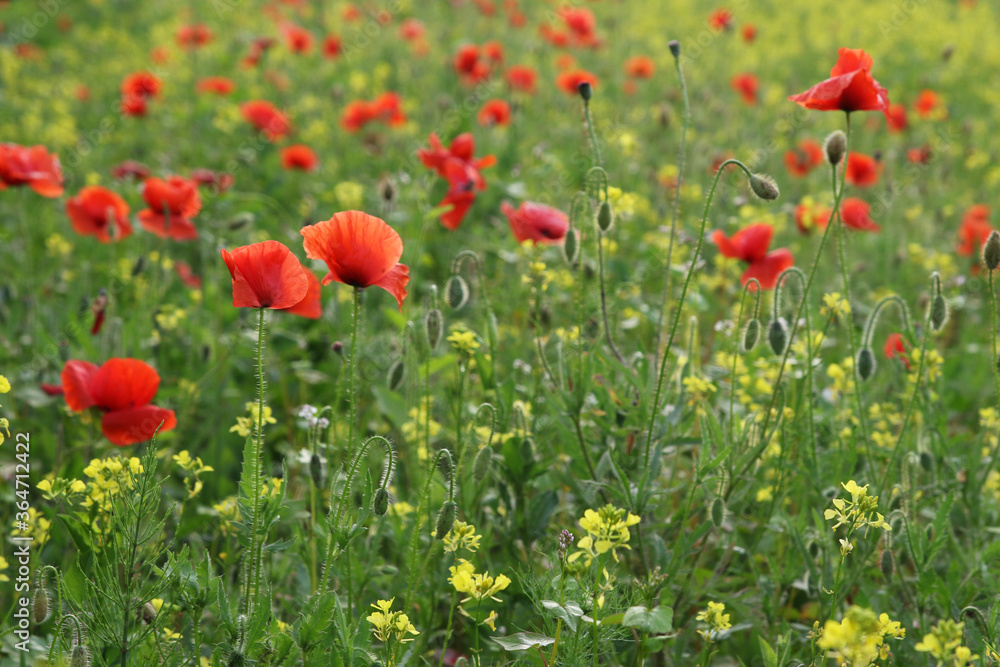 Red poppy field with a rye meadow