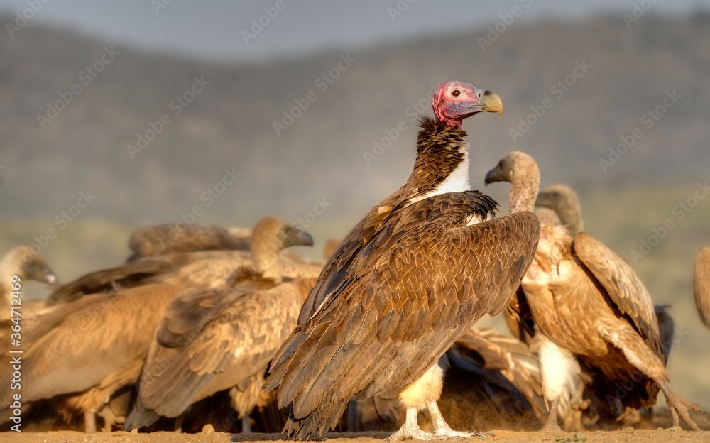 LAPPET-FACED VULTURE ( Torgos tracheliotus) largest and most dominant of the African vultures. LAPPET-FACED VULTURE ( Torgos tracheliotus) largest and most dominant of the African vultures.