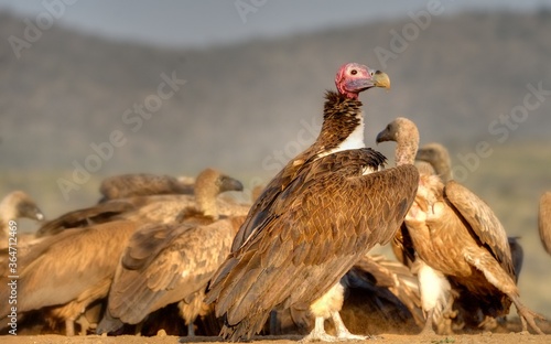 LAPPET-FACED VULTURE ( Torgos tracheliotus) largest and most dominant of the African vultures. 