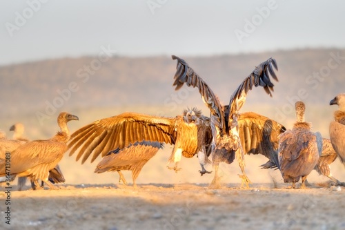 WHITEBACKED VULTURES ( Gyps africanus) gather at a carcass in the Zululand bushveld